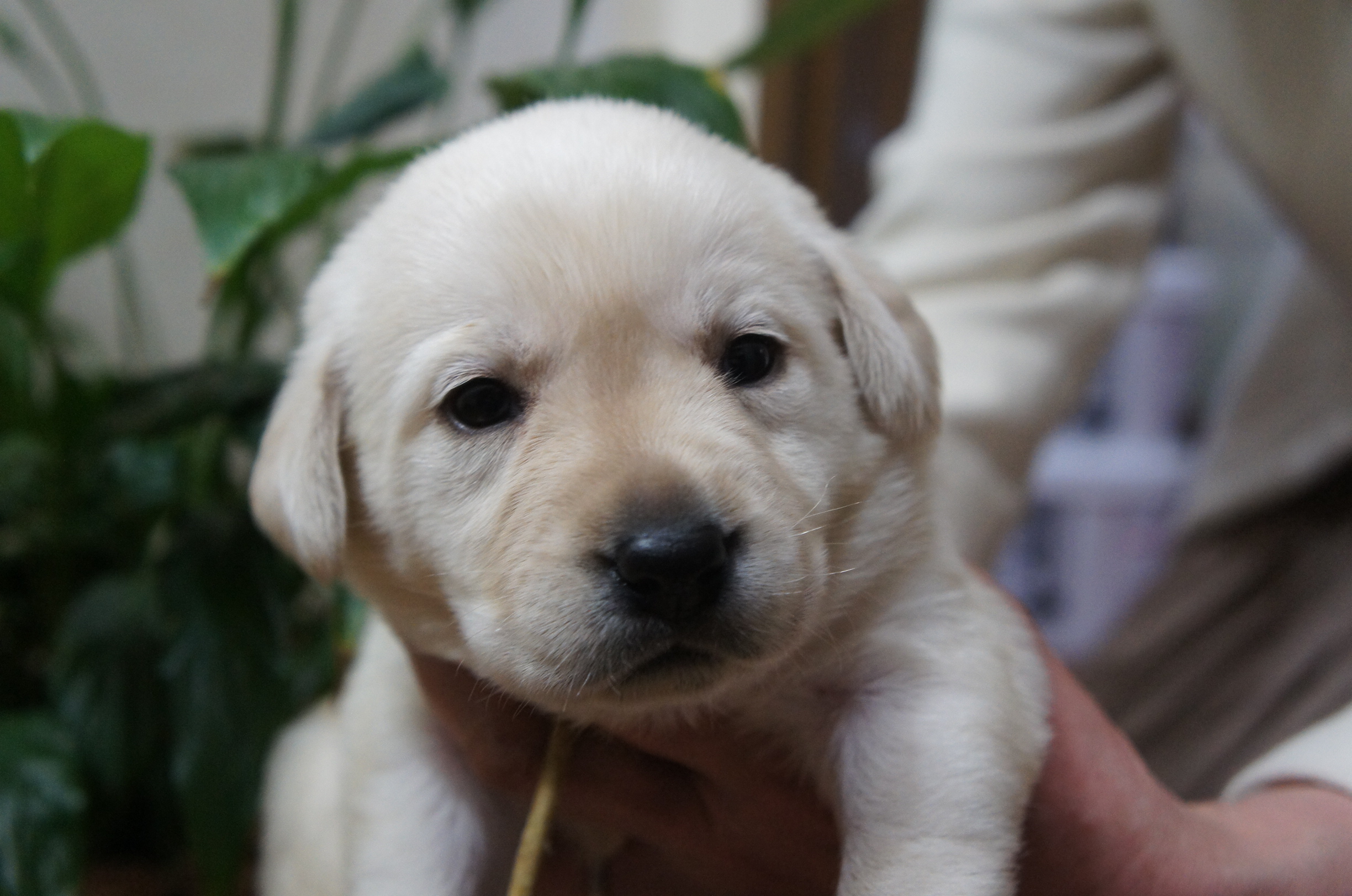 2020年3月14日 ラブラドールレトリーバー子犬販売 PADOG中部子犬販売 Moo＆Pon （モー＆ぽん）